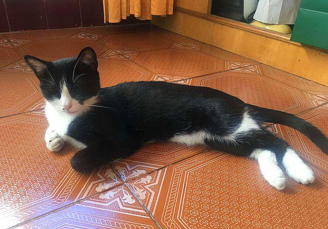 20块钱能买几只猫,20块钱买的猫