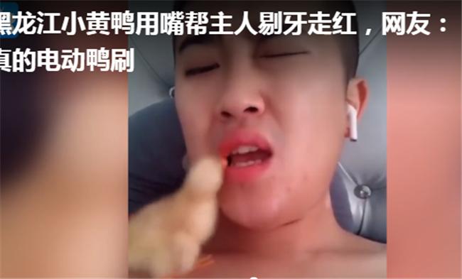 格格：“电动鸭刷”魔性走红，主人：为它不吃鸭肉，它拿我当妈