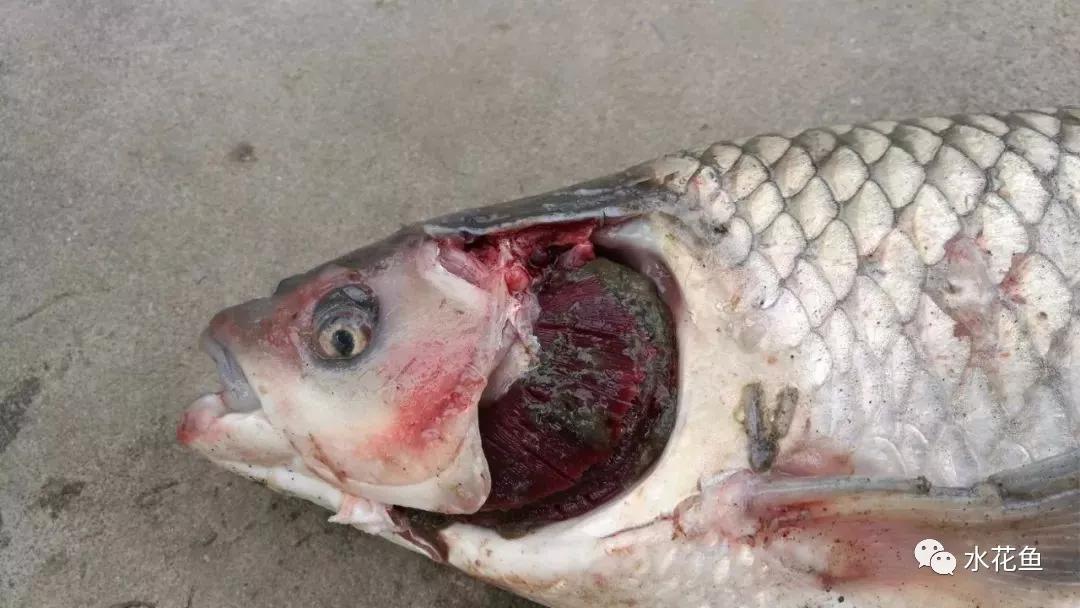 越冬综合症鱼病要多久能治好,鱼瘟病是怎么回事