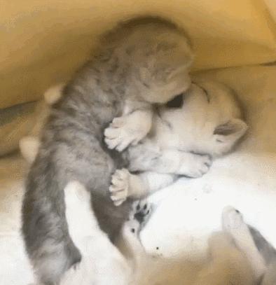 猫咪太小怎么喂,猫咪太小怎么用猫砂