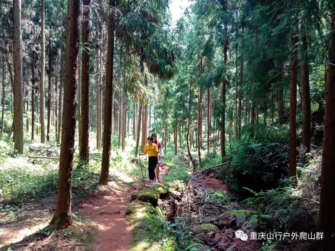 登山杖上山和下山的使用方法,鲁滨逊登山杖的正确使用方法