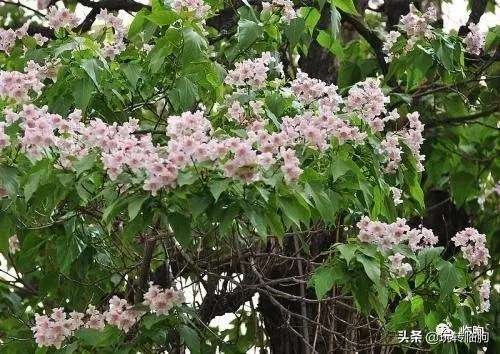 邂逅楸树花开,阳春三月梧桐花开