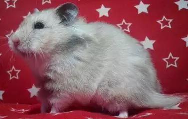 仓鼠种类短毛,仓鼠科普常见仓鼠种类