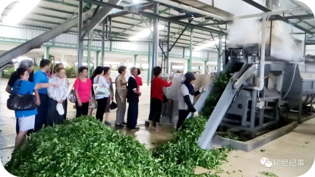 印尼苏门答腊乌龙茶特点,印尼苏门答腊乌龙茶