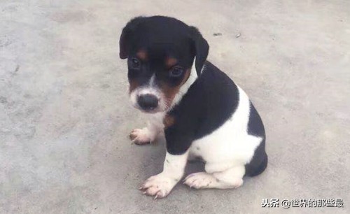 中国猎犬最便宜,中国4大猎犬