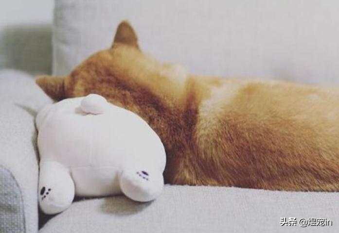 小区狗狗随处大小便怎么办,怎么让狗狗不随地大小便教程