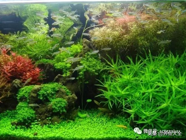 ph值对硝化及反硝化的影响,如何降低硝化池ph值