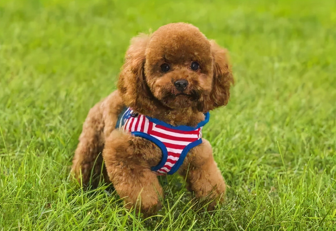 贵宾犬的优点与缺点是什么,贵宾犬串串的缺点和优点