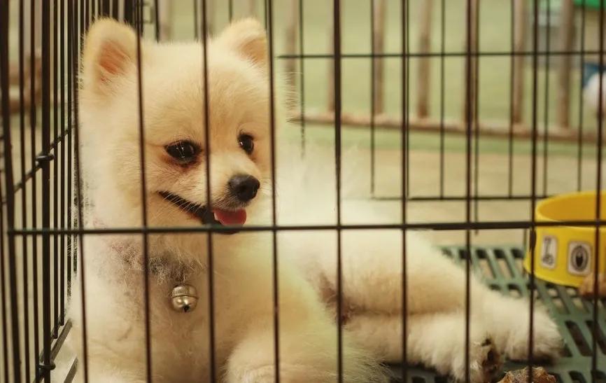 如何看待金毛siri致死托运事件,siri金毛托运事件背后的利益