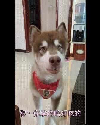 搞笑gif开心一刻满满的正能量,搞笑gif开心每一天