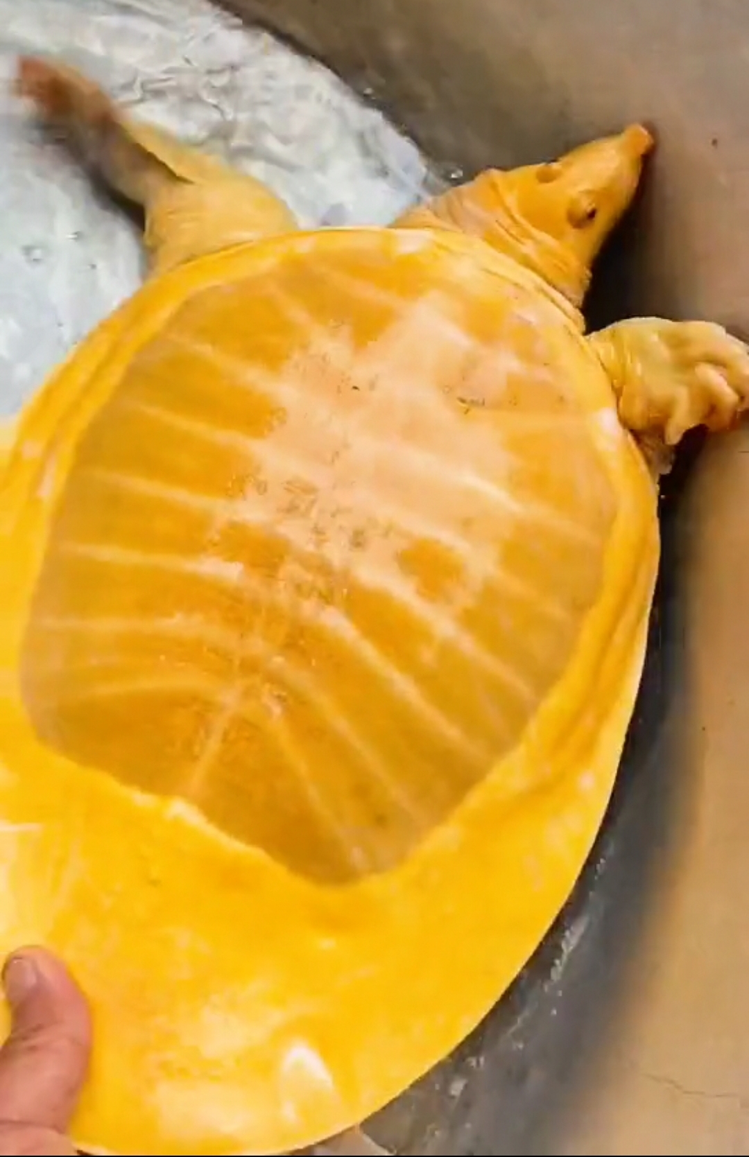 罕见！南昌钓鱼人钓上“黄金鳖”，有人想出高价购买