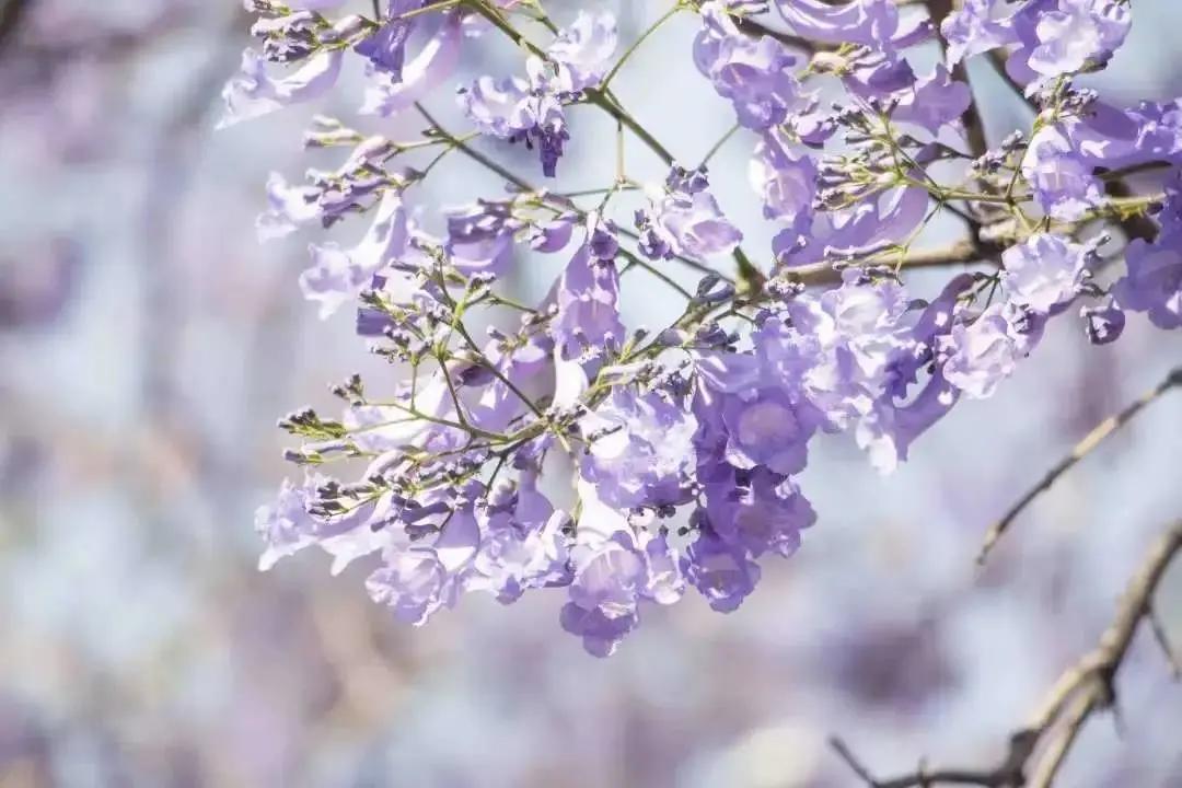 蓝花楹西昌航天北路公交车,蓝花楹卫星宾馆