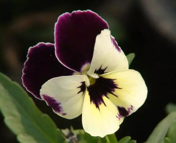 三色堇是一种花吗,鬼脸花三色堇