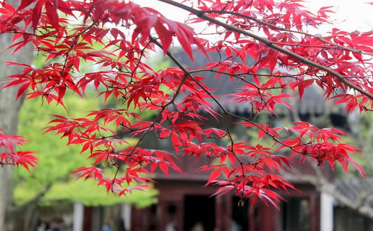 红枫如何提高观赏性,红枫扦插用老枝条好还是嫩枝条好