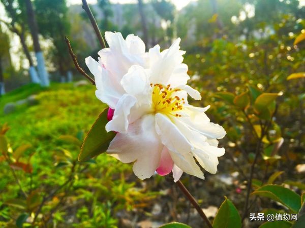 生根最快最强配方,6种生根水哪种生根最快