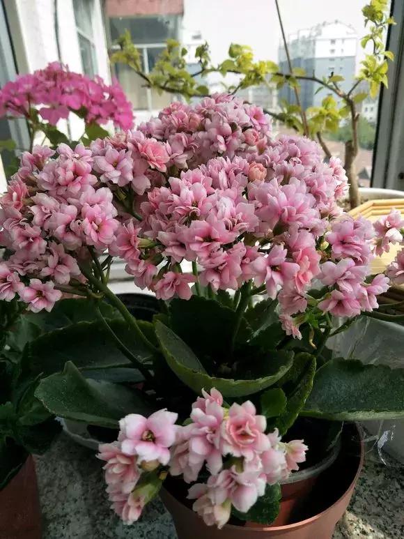 入夏怎样给扶桑浇水,无尽夏浇水的正确方法