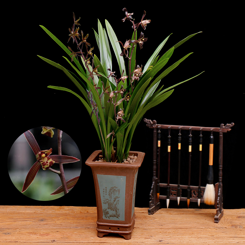 墨兰大气品种,墨兰超逸出尘