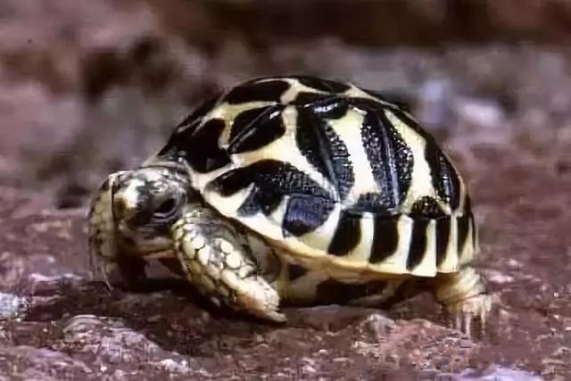 你知道乌龟能活多少岁吗,巴西涂了漆的龟能活多久