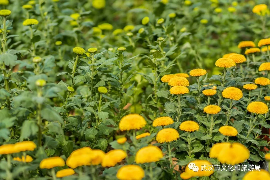 花点时间游黄陂,花点时间游武汉