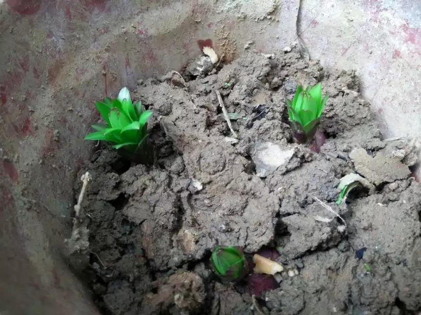 香水百合哪一个种类最漂亮又好养,香水百合怎么养能让香味更足