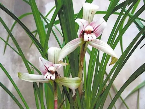 兰花生病怎么治最有效果,兰花病害怎么治愈