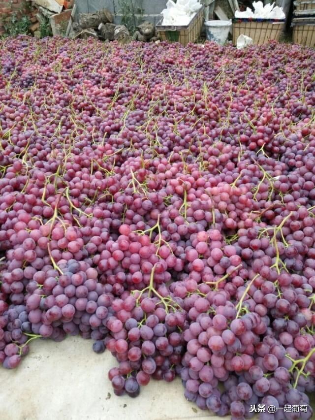 葡萄来历小故事,收葡萄酿酒