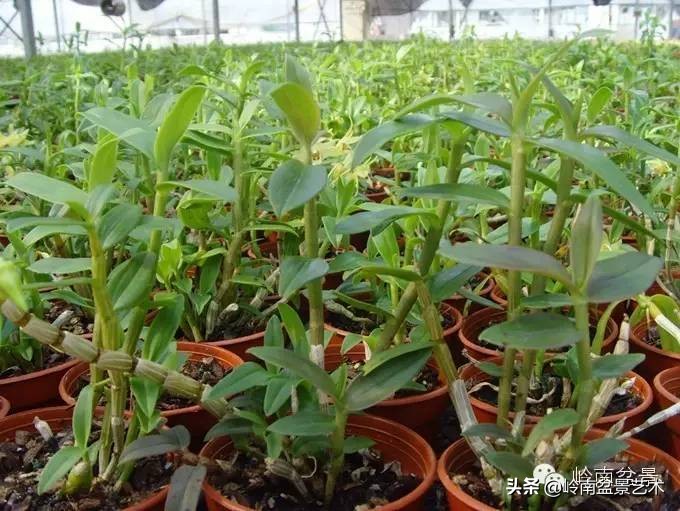 铁皮石斛花的种植,药材铁皮石斛的种植方法