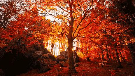 [秋叶之赋]秋日落叶漫漫，落叶归根，然而落叶有顽强的生命力