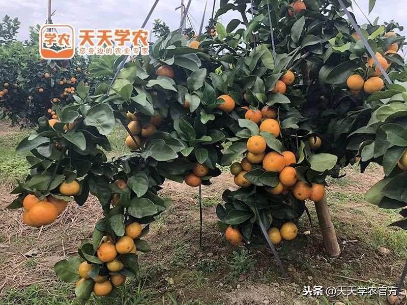 金秋砂糖桔的缺点,今年的金秋砂糖橘