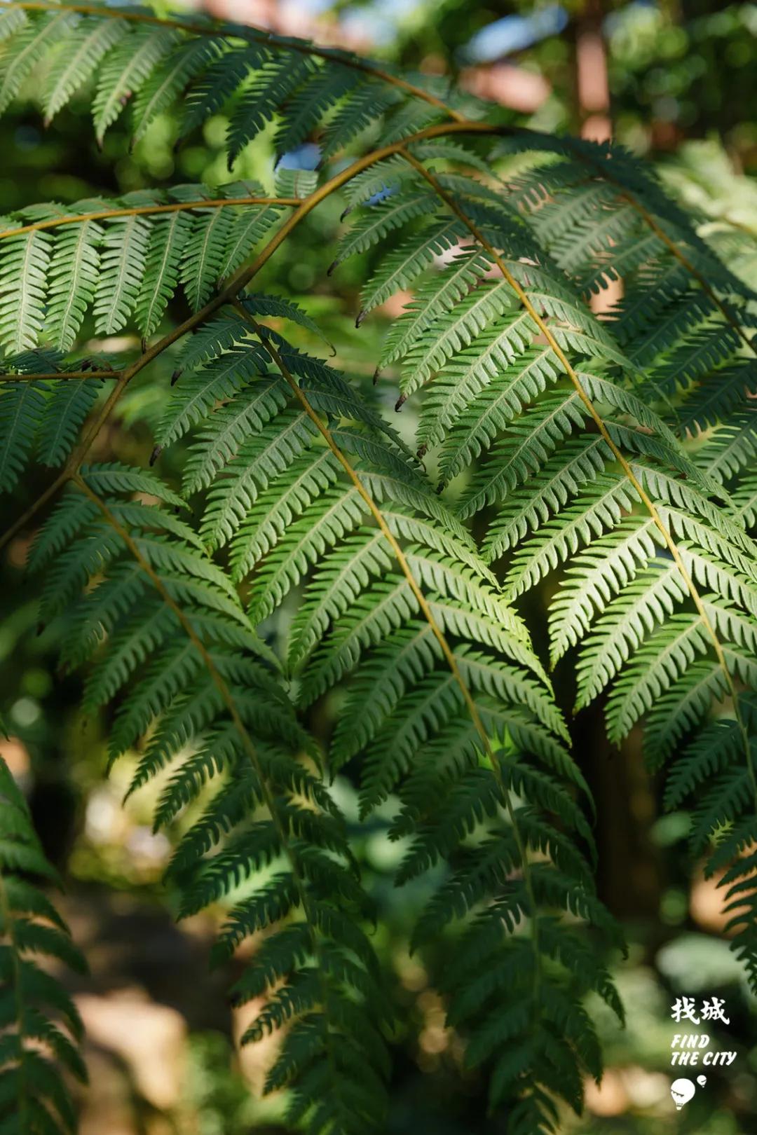 南宁人去隆安玩,南宁人去柳州玩