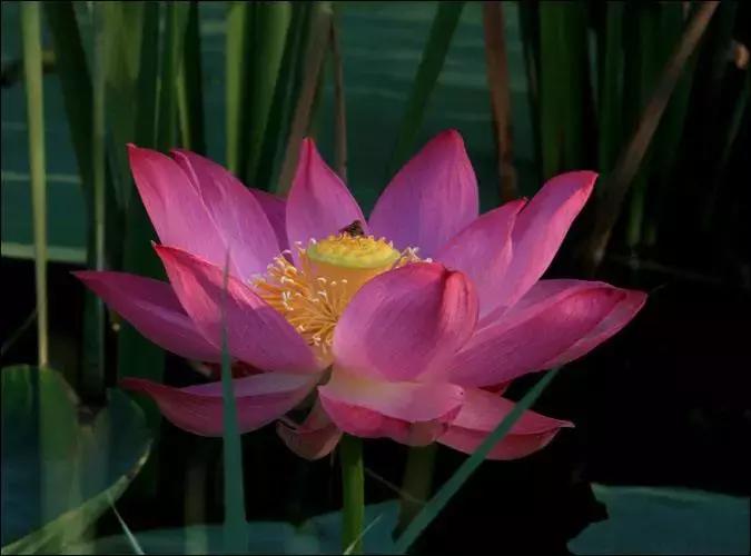 全国十大最佳赏荷好去处,沈阳赏荷花攻略