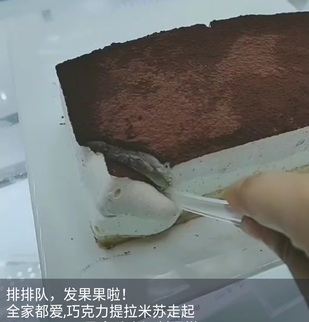 提拉米苏慕斯和巧克力慕斯的区别,8寸提拉米苏慕斯成品蛋糕
