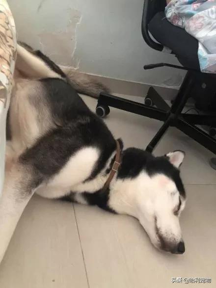 二哈伸腿被咬原视频,二哈咬伤自己