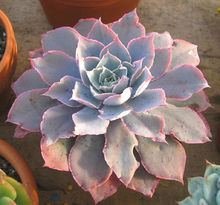 广寒宫都有谁,广寒宫里都有谁