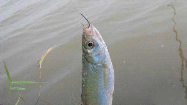 钓不到鱼说是钓友技术问题,钓不到鱼怀疑饵料有问题
