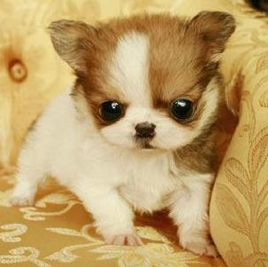 小型犬适合家养的不爱掉毛,十大适合家养的小型犬