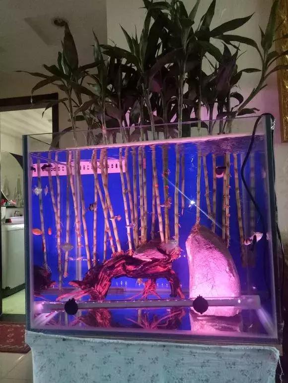 富贵竹黄叶不长根怎么回事,富贵竹黄叶不长根怎么办