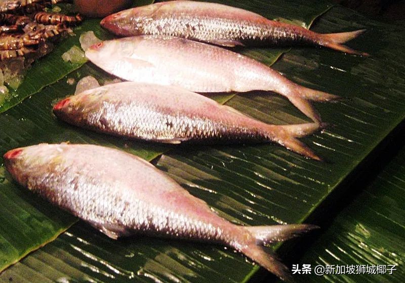 今年新加坡马来西亚的鲍鱼大降价！网友买来配泡面吃