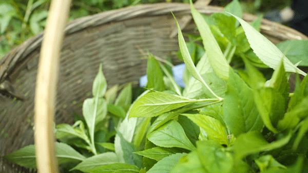 夏季苦夏如何调理,夏季吃5种苦味食物胜过进补