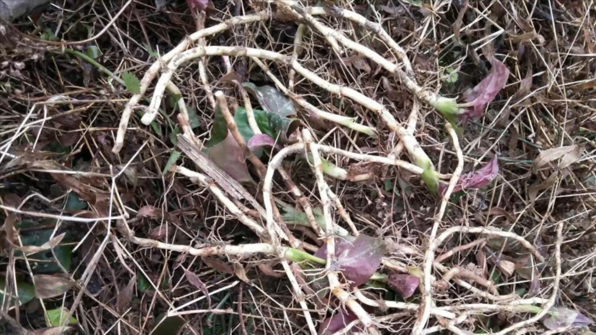 9种蔬菜不打药,不打农药的蔬菜含钾吗