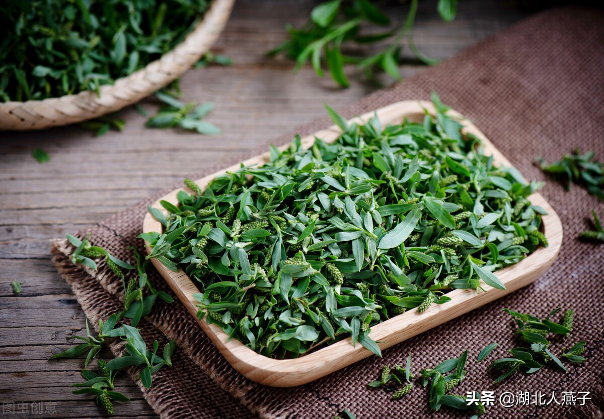 各种可以吃的野菜图片大全及名称 (100种野菜图片大全和名称和吃法)