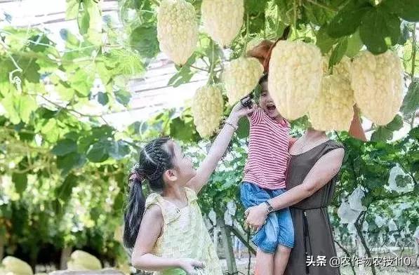 谁说农业不赚钱?!一亩收益60万,试过这3个新玩法的菜农赚嗨了