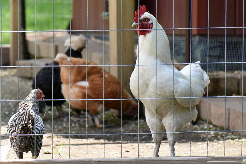 养鸡技术怎么有效预防鸡生病呢,养鸡小妙招鸡老是啄毛怎么办