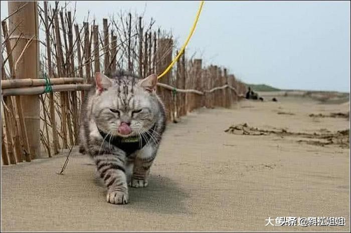 猫咪小时候能看出来长大的样子吗,老虎和喵咪