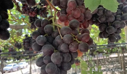 这本该缺水的地方，却种出了汁水丰盈的进口提子，这就是秘鲁