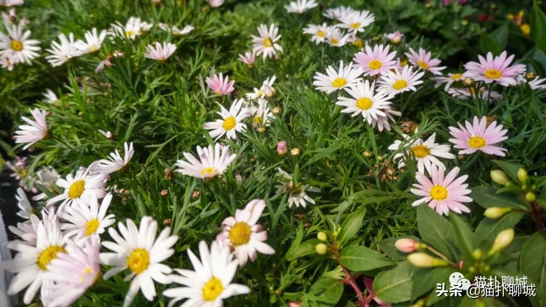 聊城最便宜的花卉批发,聊城附近的花卉市场