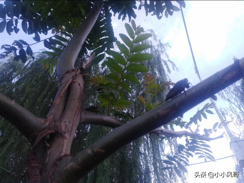 养蝉的乐趣,在家养蝉的一生全过程