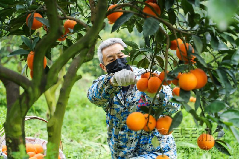 重庆忠县忠橙,忠县忠橙哪里买