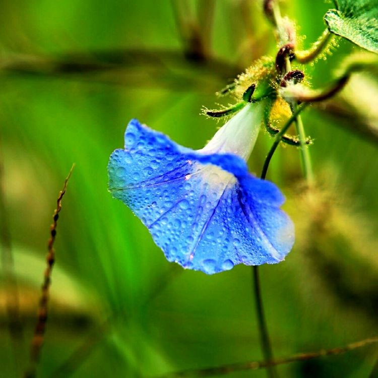 原创蝴蝶恋花,蝶恋花蝴蝶原唱