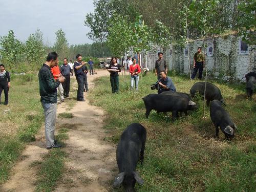 东北特产哪些在南方受欢迎,黑龙江雪猪